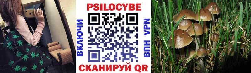 Галлюциногенные грибы Psilocybe  Таруса 